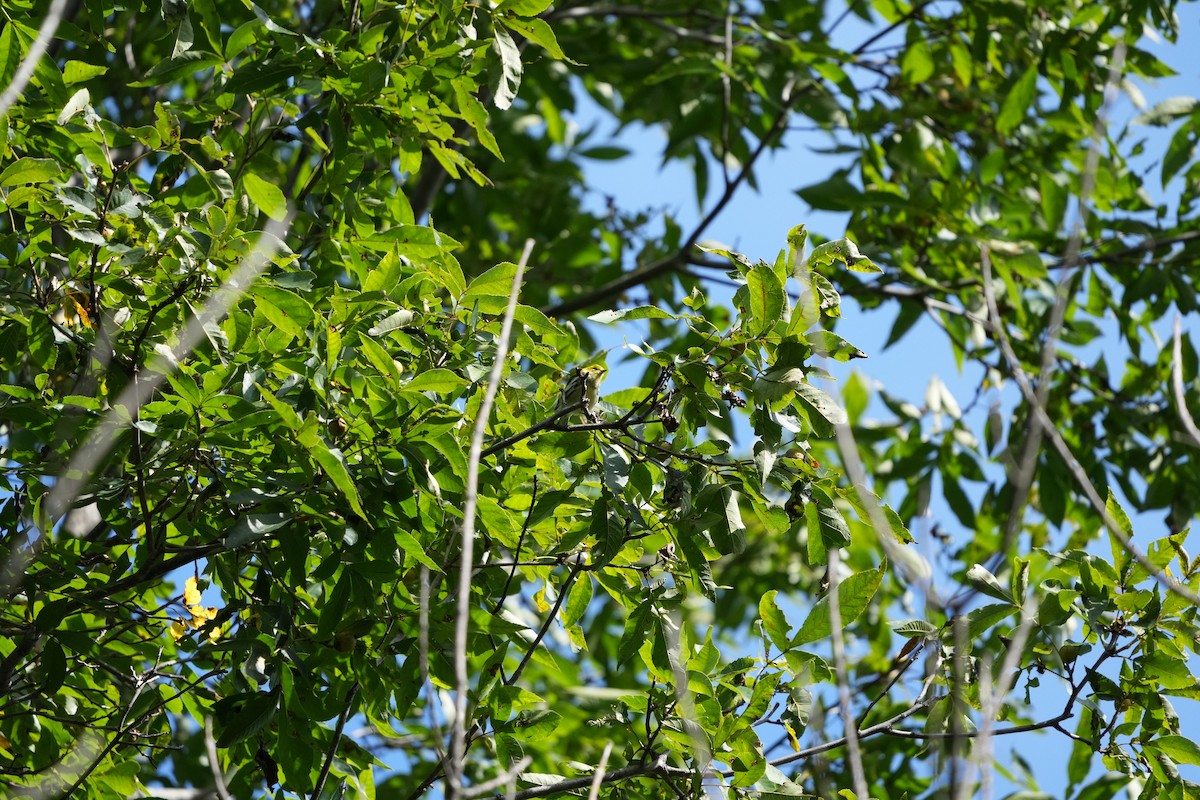 Black-throated Green Warbler - ML487055231