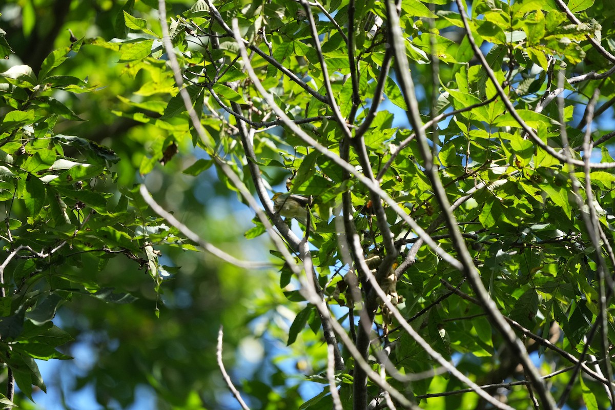 Black-throated Green Warbler - ML487055241