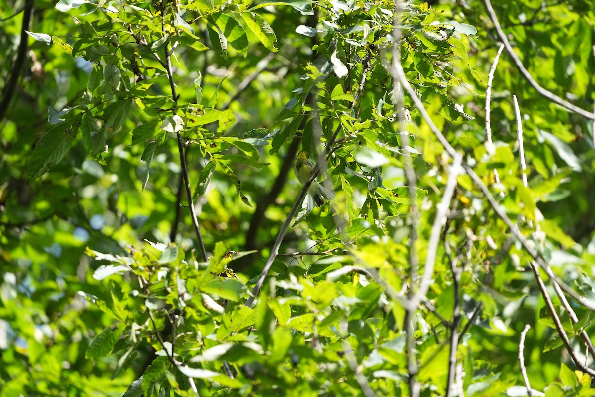 Black-throated Green Warbler - ML487055251