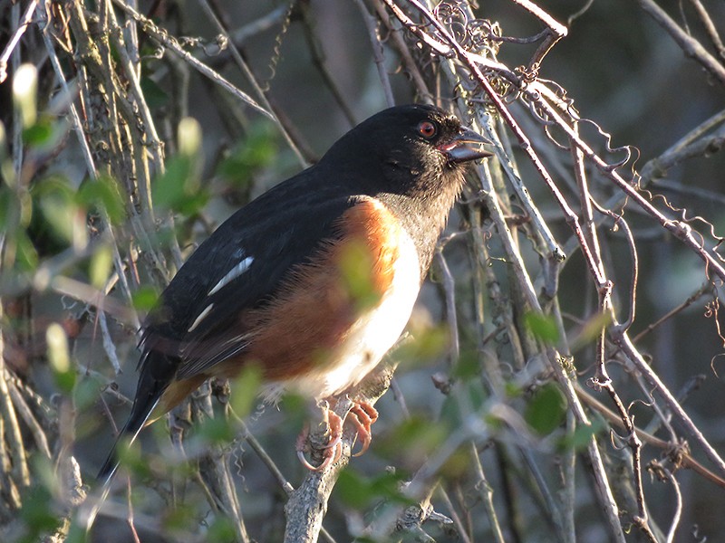 Eastern Towhee (Red-eyed) - ML48705581