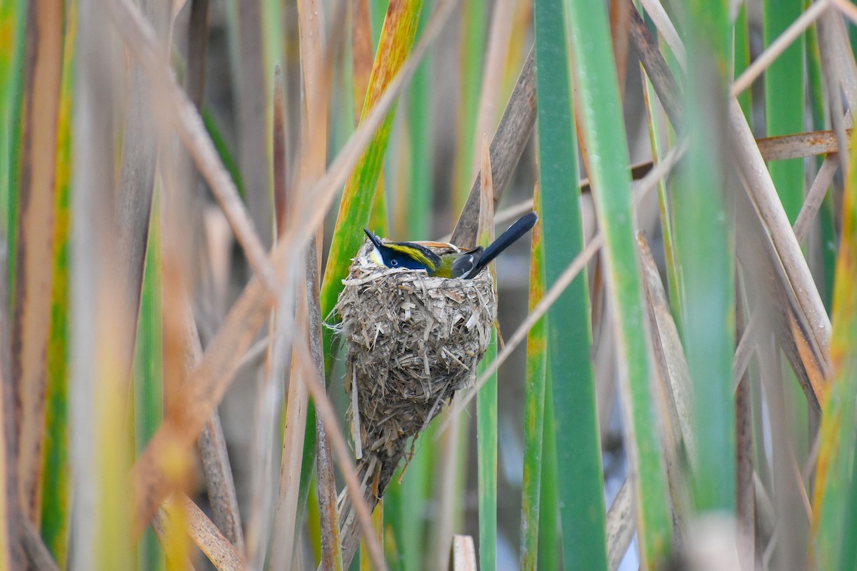 Many-colored Rush Tyrant - ML487058031