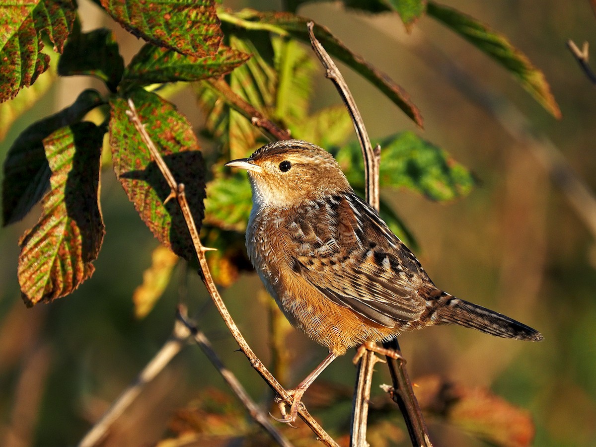 Sedge Wren - ML487058141