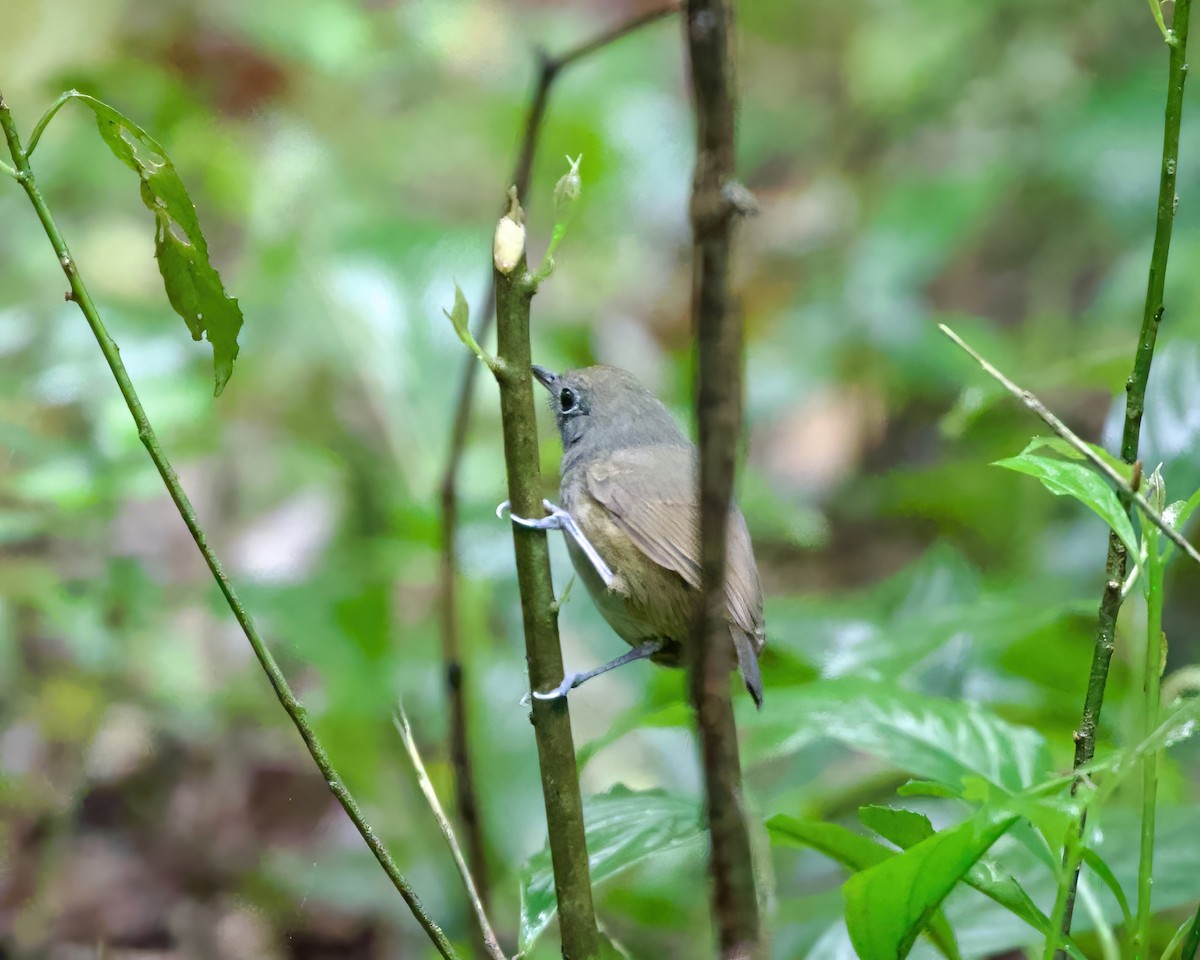 Plumbeous Antvireo - ML487058381