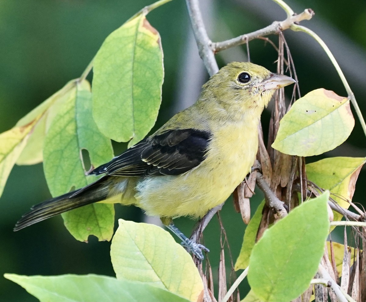 Scarlet Tanager - ML487059111
