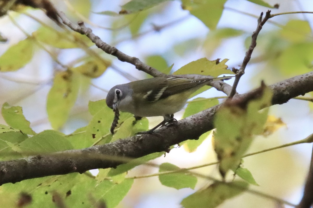 Blue-headed Vireo - ML487059351