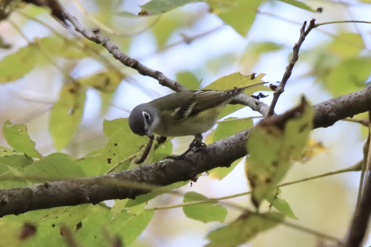 Blue-headed Vireo - ML487059361
