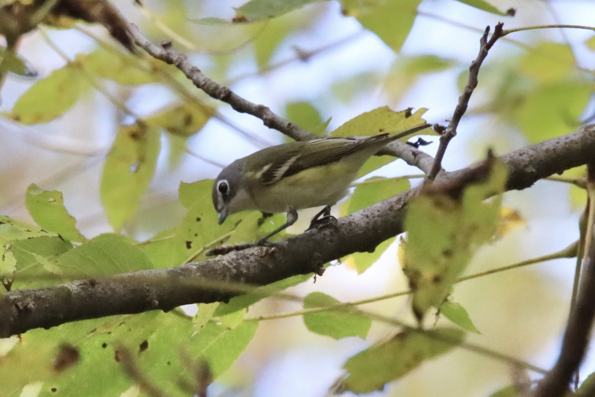 Blue-headed Vireo - ML487059371