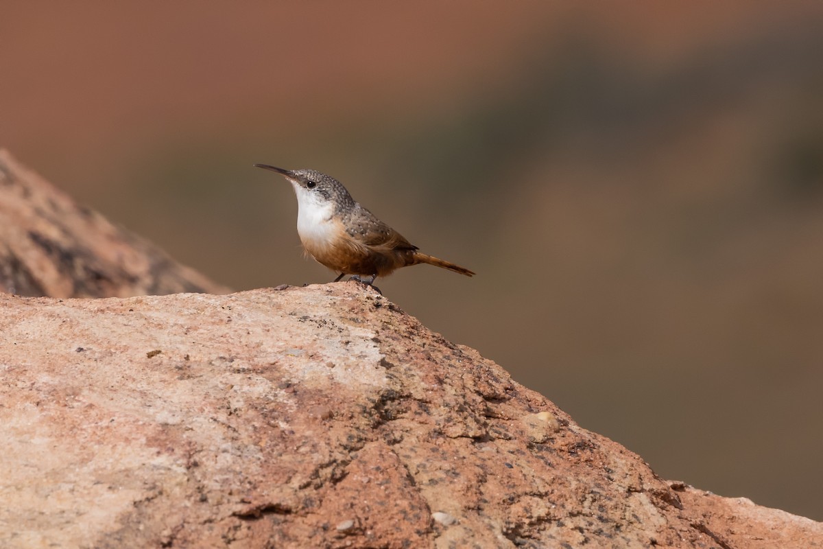 Canyon Wren - ML487059661