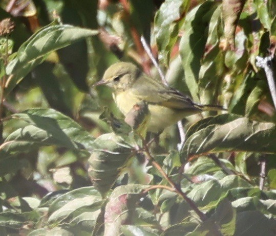 Yellow Warbler - ML487061381