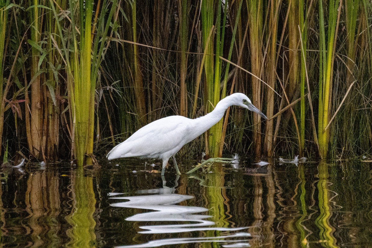 Little Blue Heron - Lori Gomes