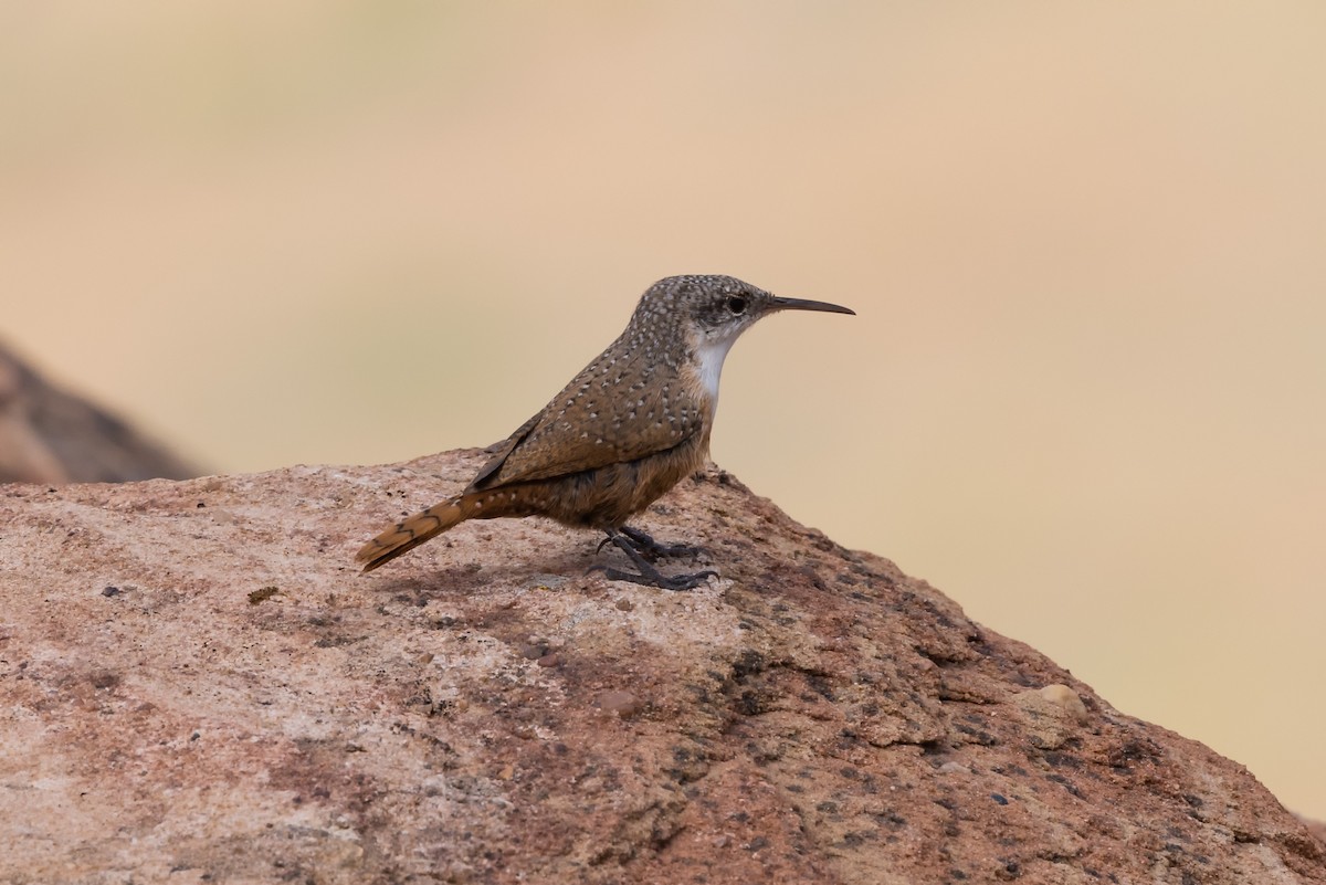 Canyon Wren - ML487063221