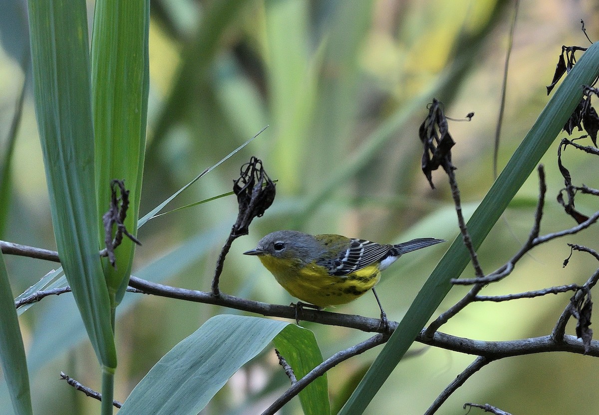 Magnolia Warbler - ML487063861