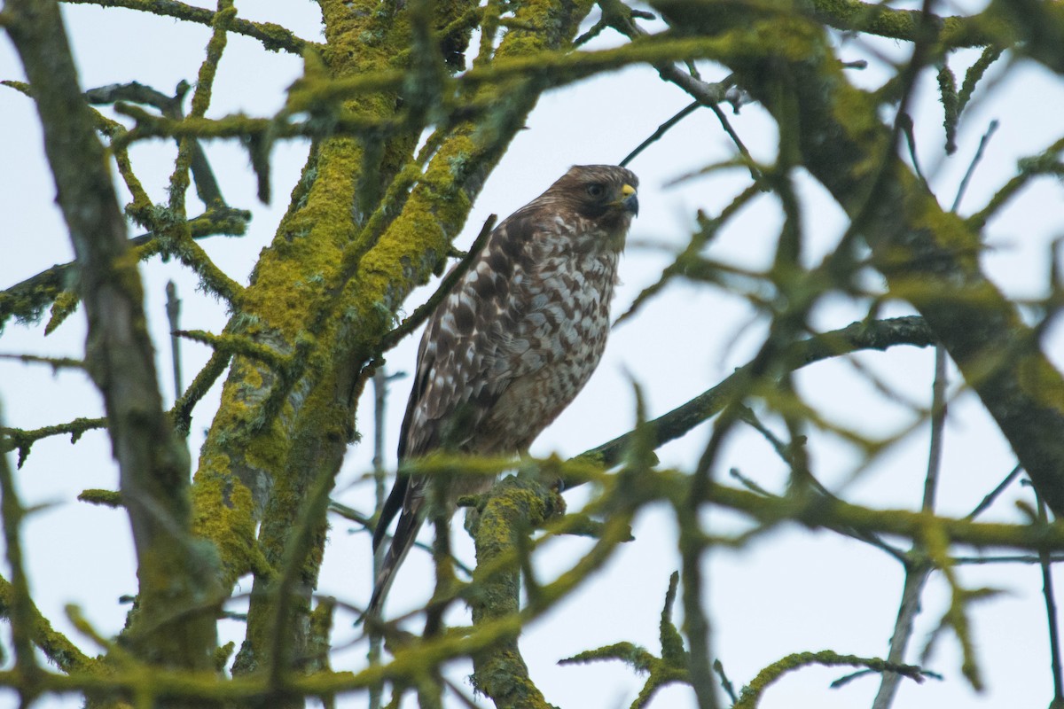Red-shouldered Hawk - ML48706391