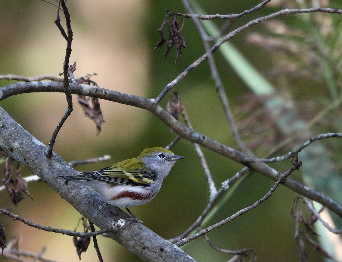 Chestnut-sided Warbler - ML487063911