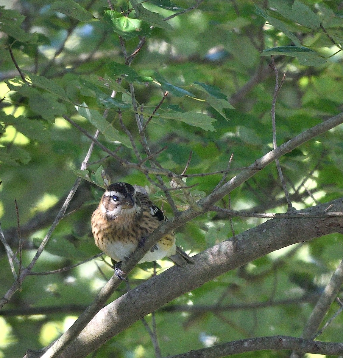 Rose-breasted Grosbeak - ML487063961