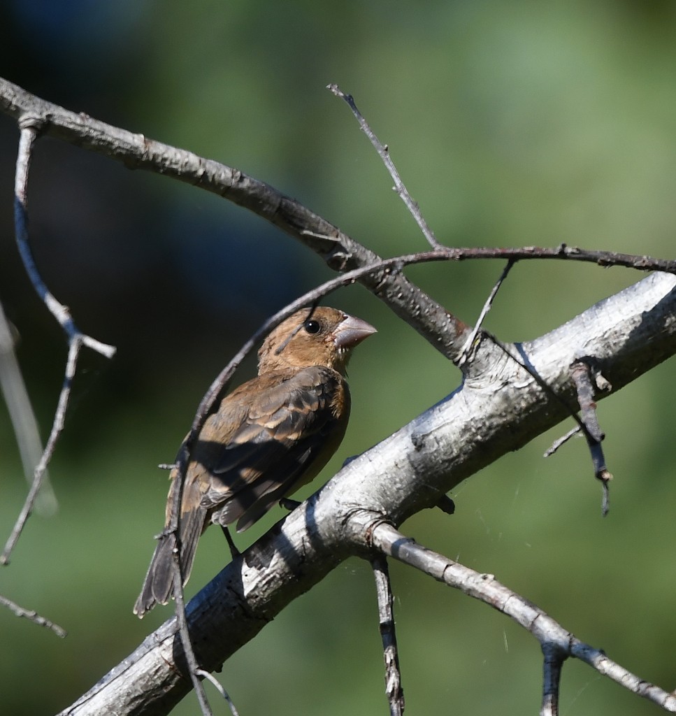 Blue Grosbeak - ML487063991