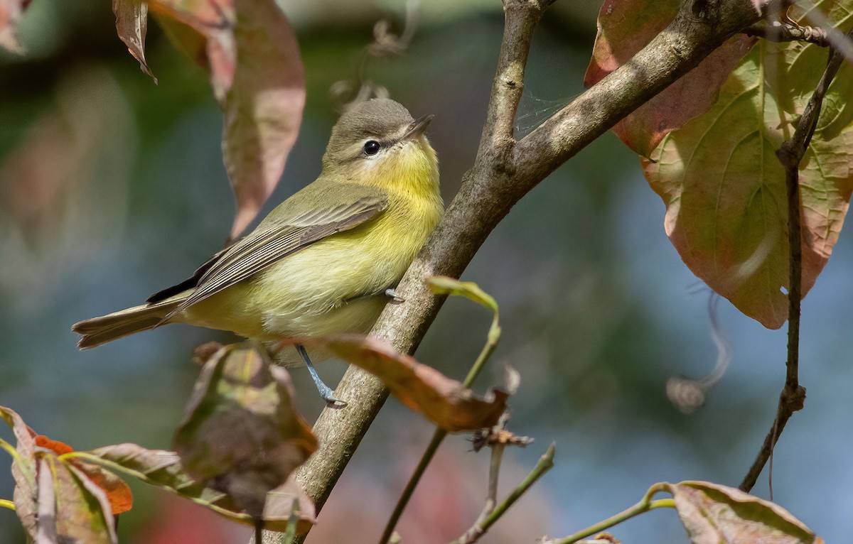 Philadelphia Vireo - George Armistead | Hillstar Nature