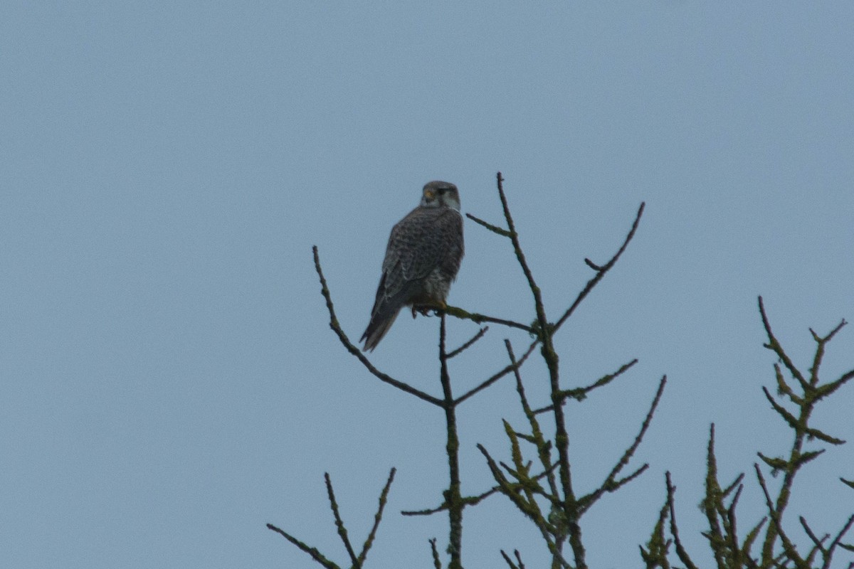 Prairie Falcon - ML48706471