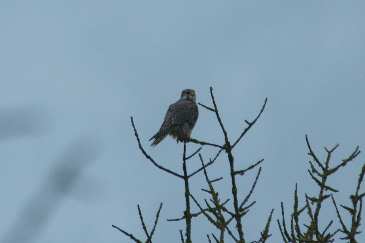 Prairie Falcon - ML48706481