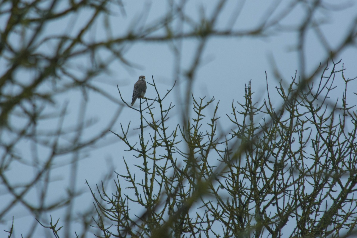 Prairie Falcon - ML48706491