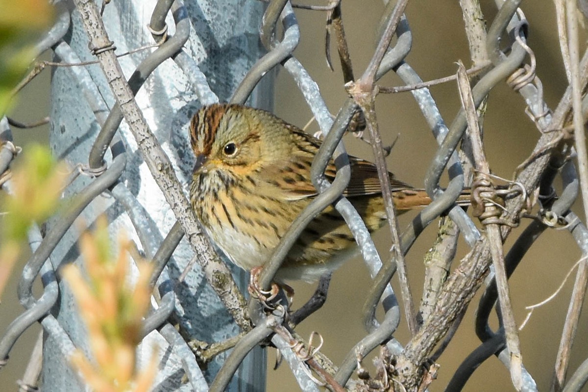 Lincoln's Sparrow - ML487065261