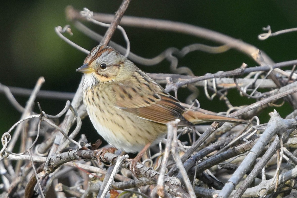 Lincoln's Sparrow - ML487065271