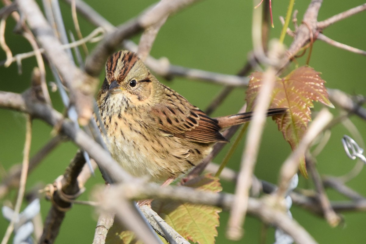 Lincoln's Sparrow - ML487065281