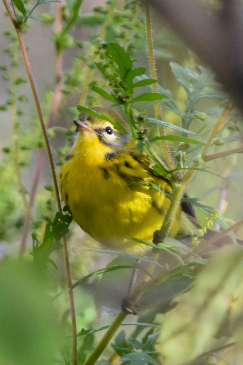 Prairie Warbler - ML487065761