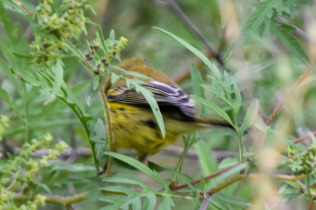 Prairie Warbler - Ted Kavanagh