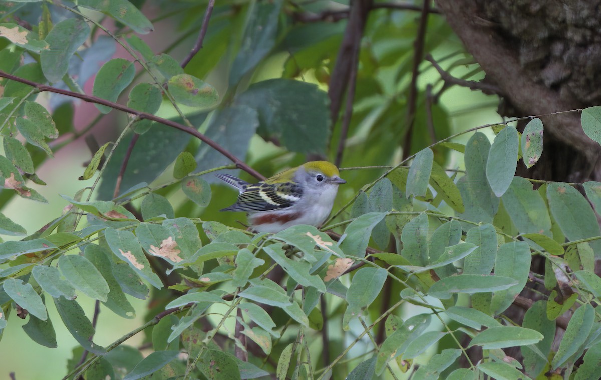Chestnut-sided Warbler - ML487066601