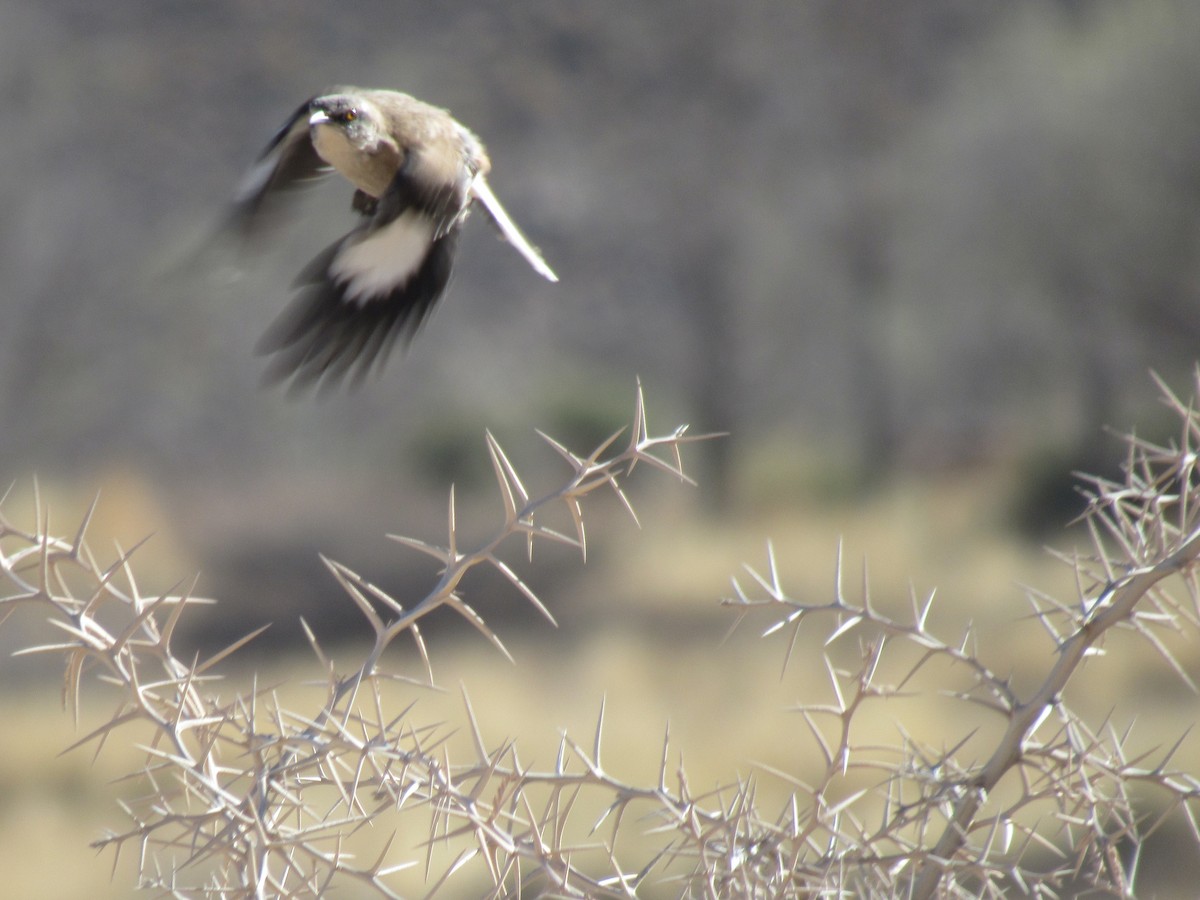 Brown-backed Mockingbird - ML487066811