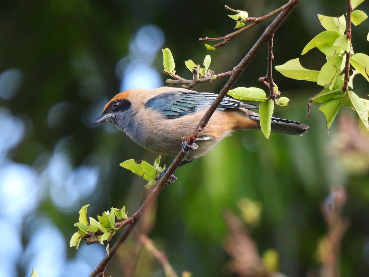 Burnished-buff Tanager (Rufous-crowned) - ML487067341