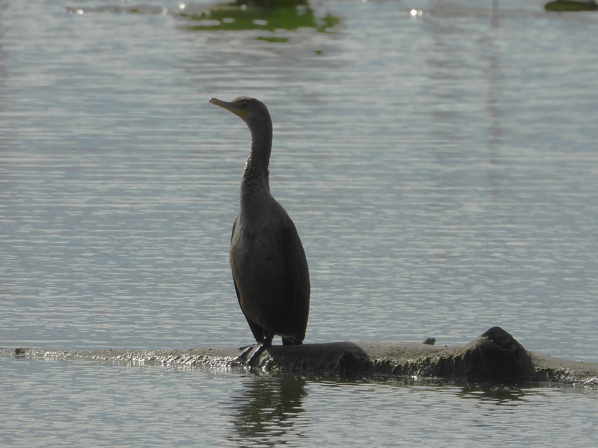 Cormoran à aigrettes - ML487068651