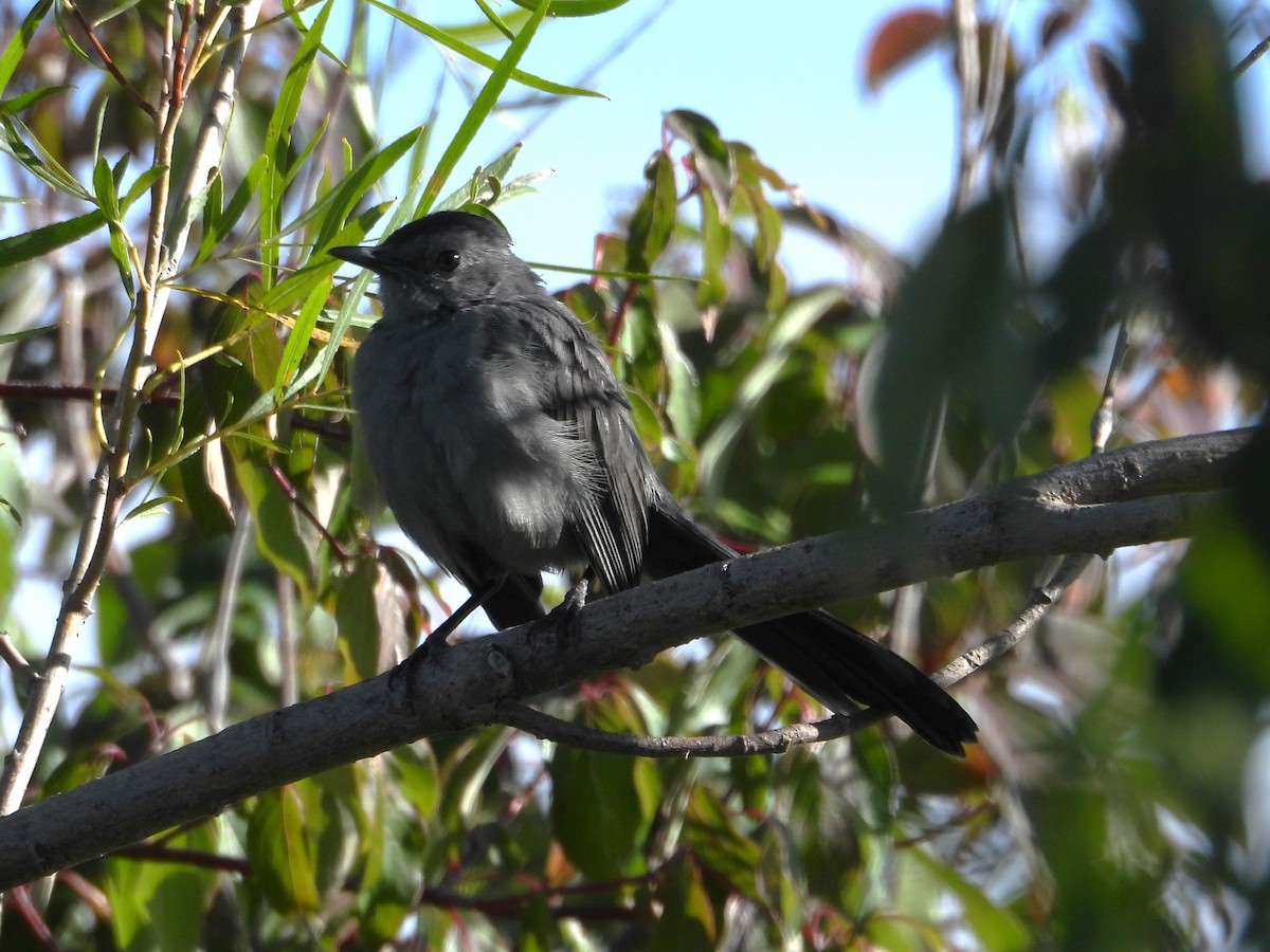 Gray Catbird - ML487068971