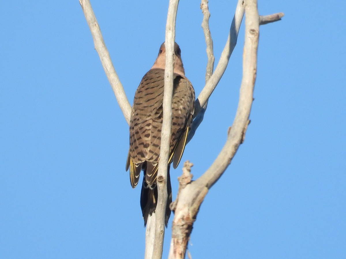 Northern Flicker - ML487069821