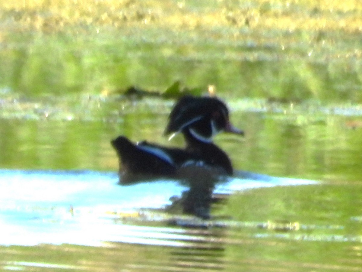 Wood Duck - ML487070681