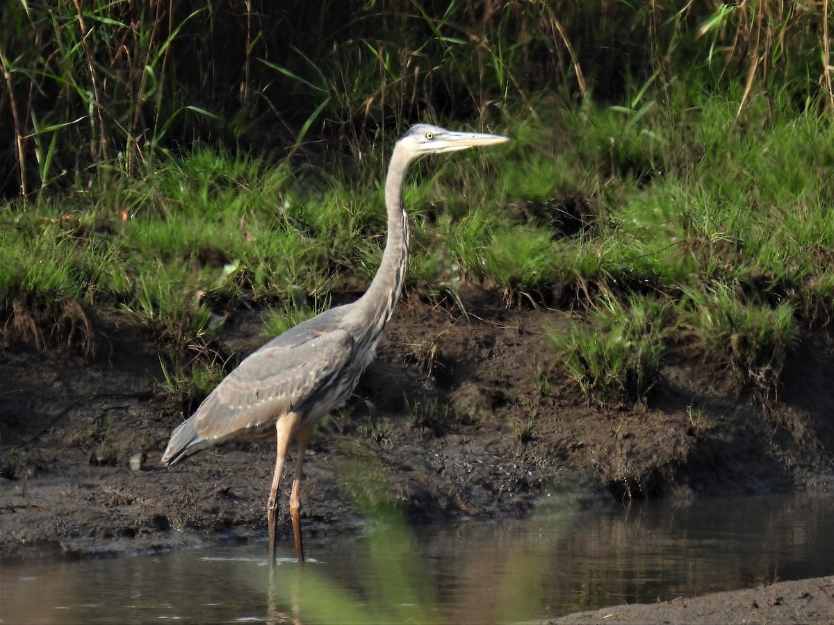 Great Blue Heron - ML487073991