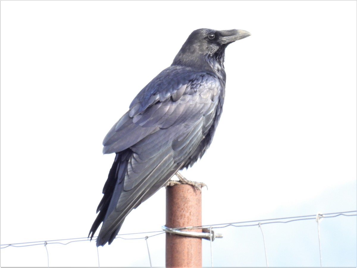 Common Raven - ML487074141