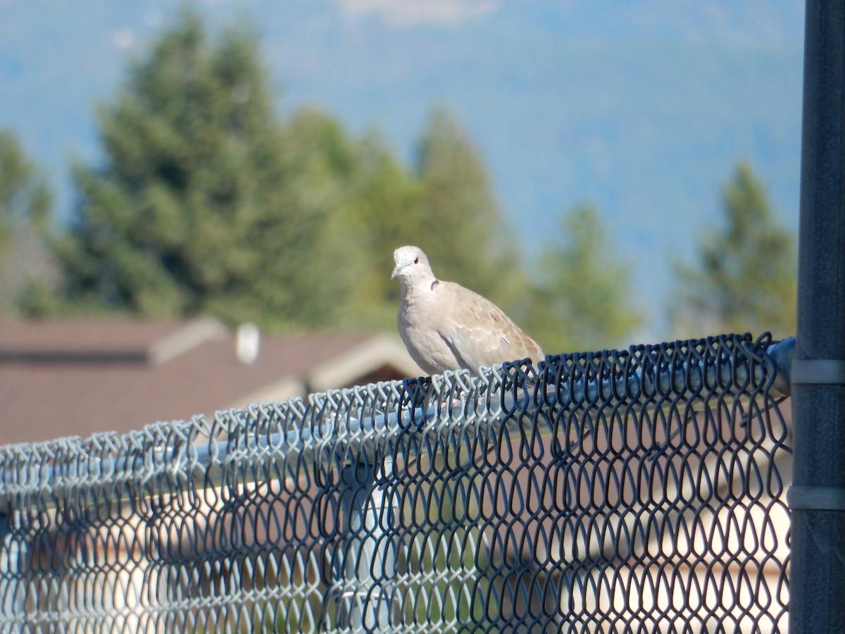 Eurasian Collared-Dove - ML487074601