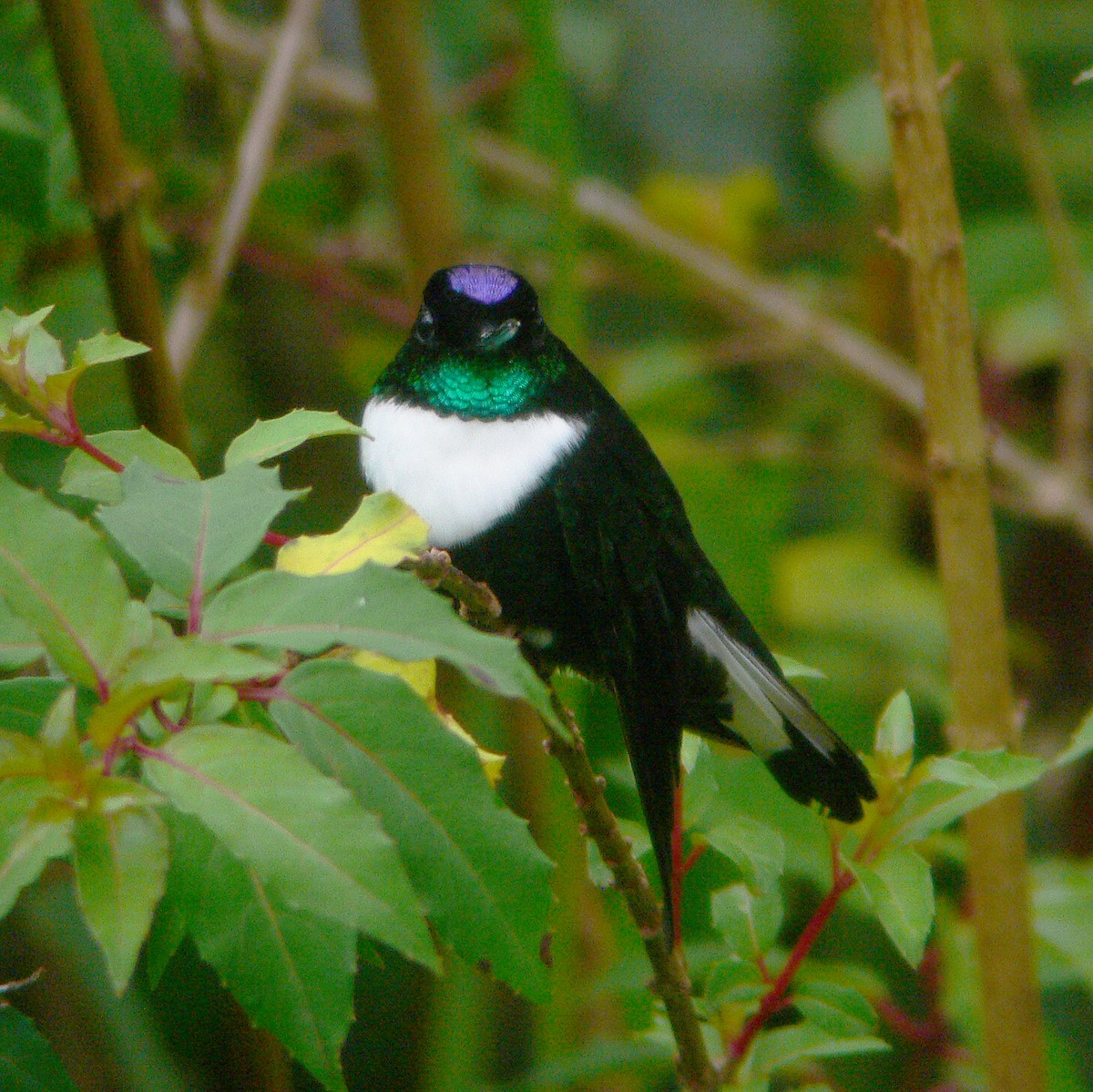 Collared Inca - ML487075551