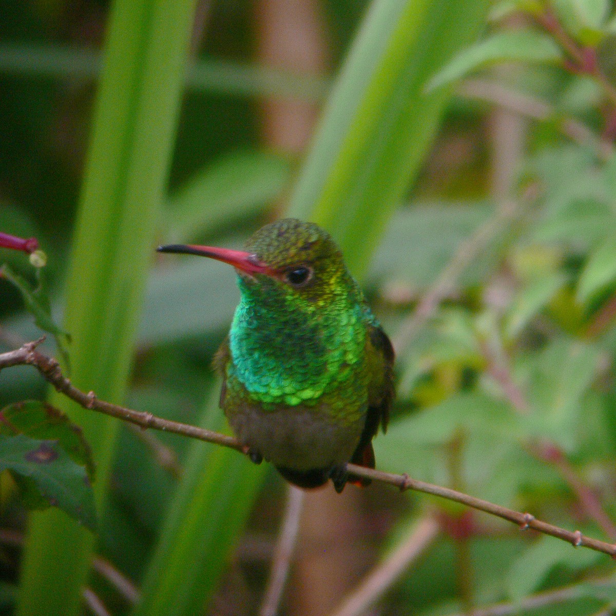 Rufous-tailed Hummingbird - ML487075661