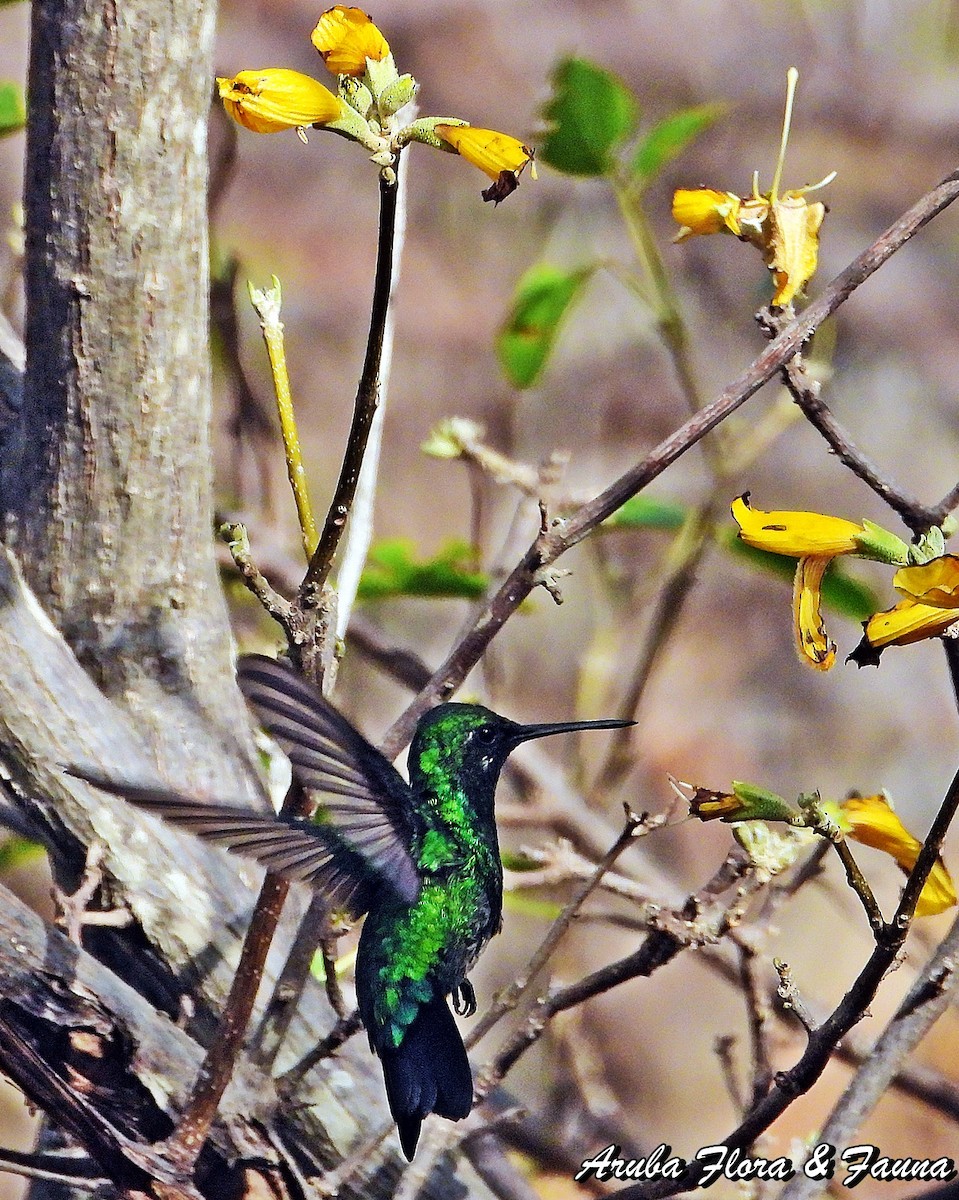 Blue-tailed Emerald - ML487076021