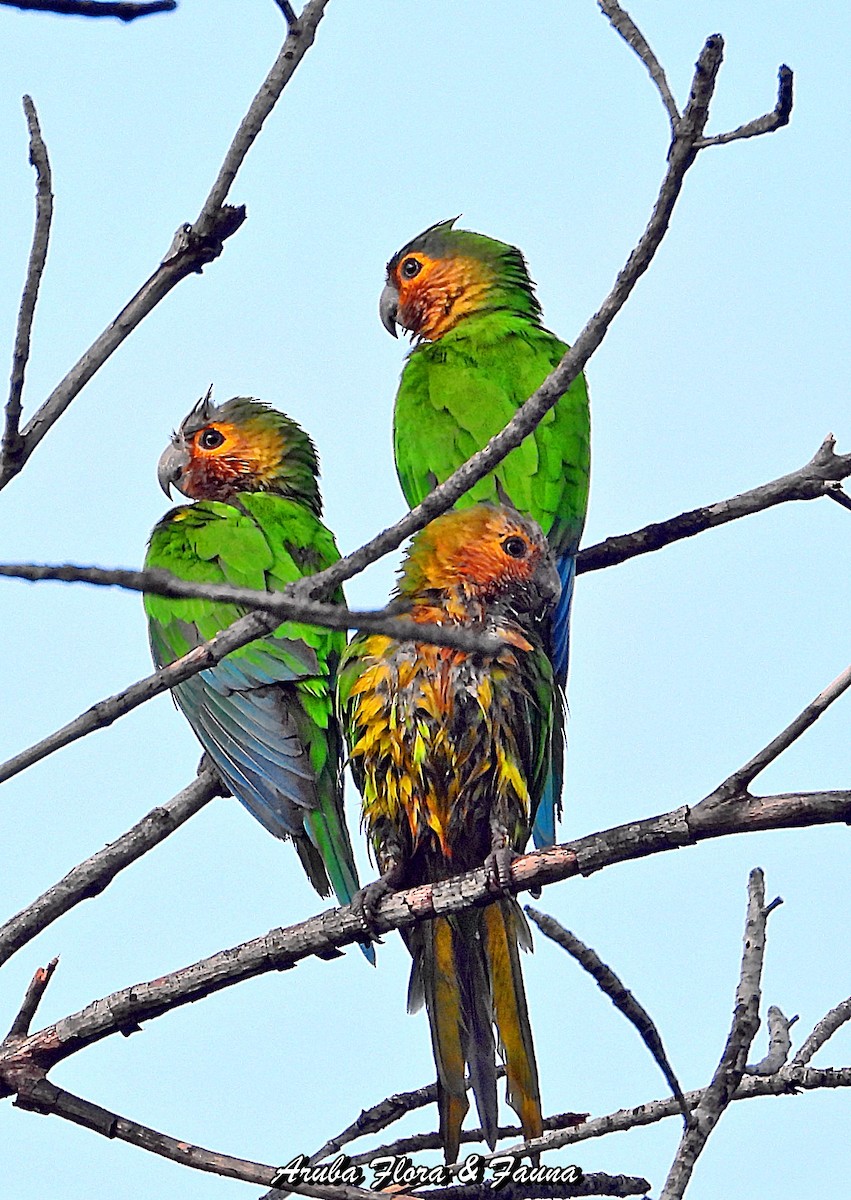 Aratinga Pertinaz - ML487077041