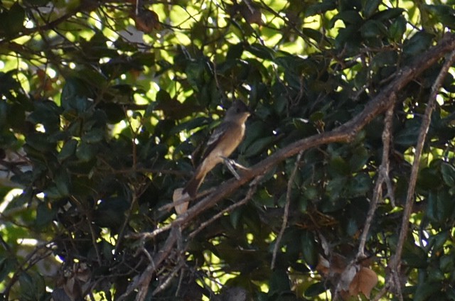 Western Flycatcher (Pacific-slope) - ML487077211