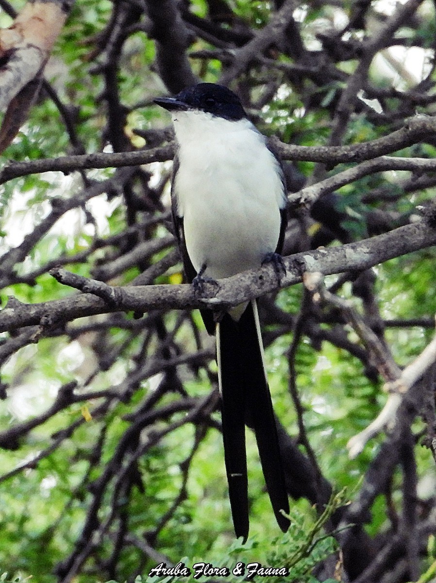 Fork-tailed Flycatcher - ML487077301