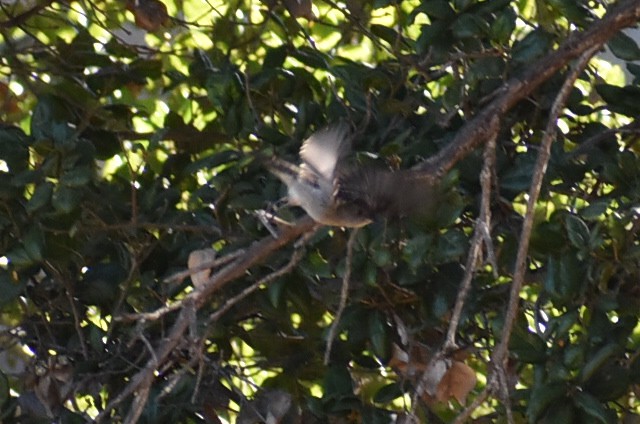 Western Flycatcher (Pacific-slope) - ML487077331