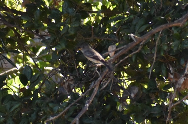 Western Flycatcher (Pacific-slope) - ML487077351