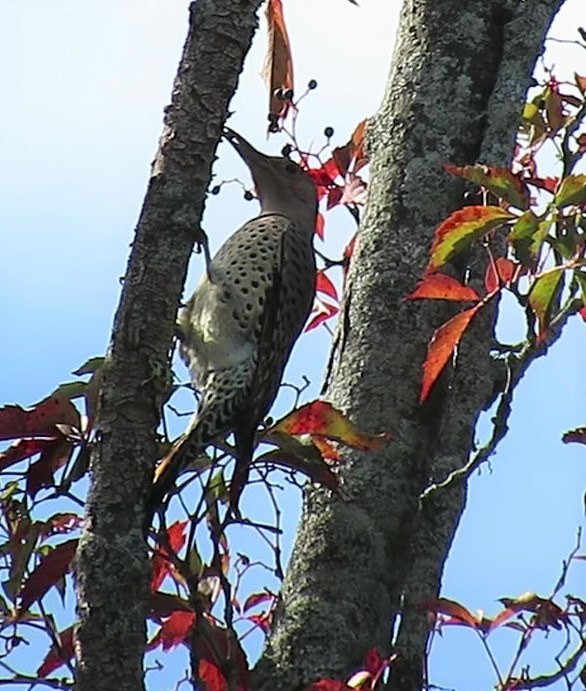 Northern Flicker - ML487079261