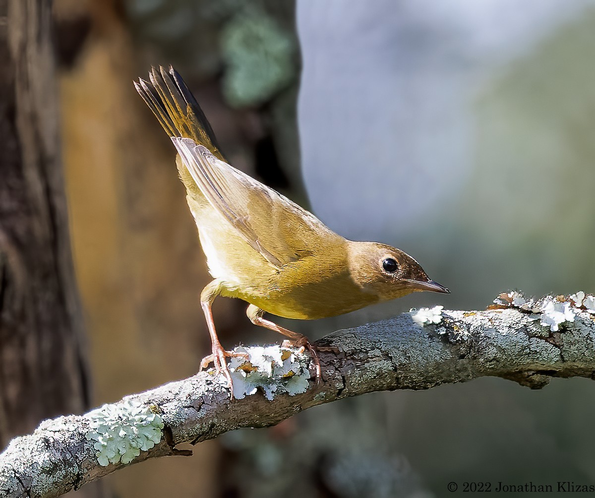 Connecticut Warbler - ML487080411