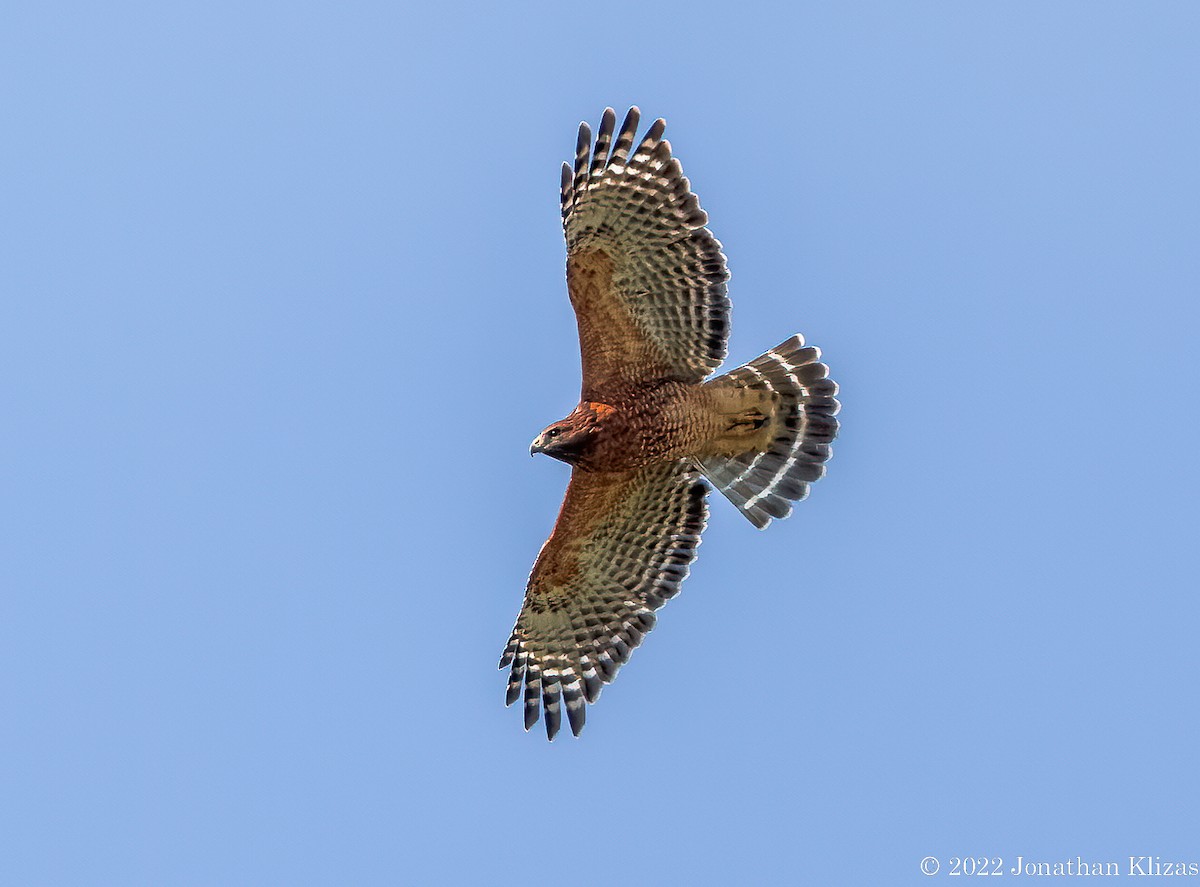 Red-shouldered Hawk - ML487080471